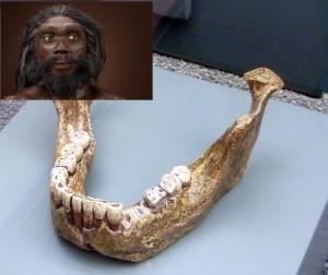 heidelbergensis